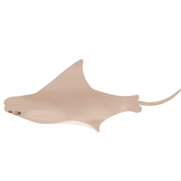 A grayish-tan stingray viewed from the side and slightly above, facing the left. The far wing is fully extended, with only a little of the near wing visible. Surrounding the stingray are bubbles.